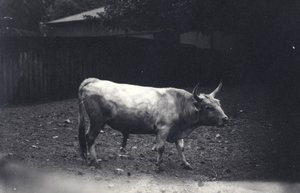 1917年6月、ロンドン動物園でのシリンガム牛
